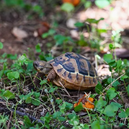 Διαμέρισμα La Rocca Ντουμπρόβνικ