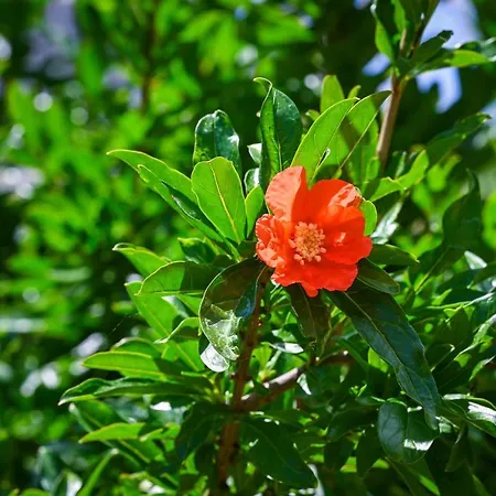 La Rocca Apartamento