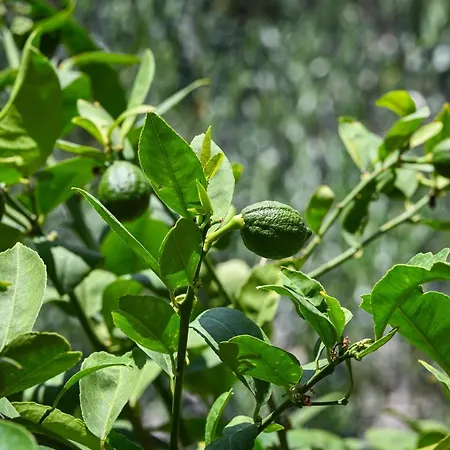 Apartamento La Rocca *