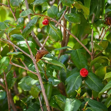 Apartamento La Rocca Dubrovnik