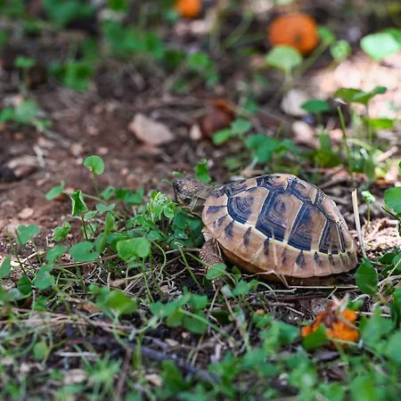 Apartamento La Rocca *