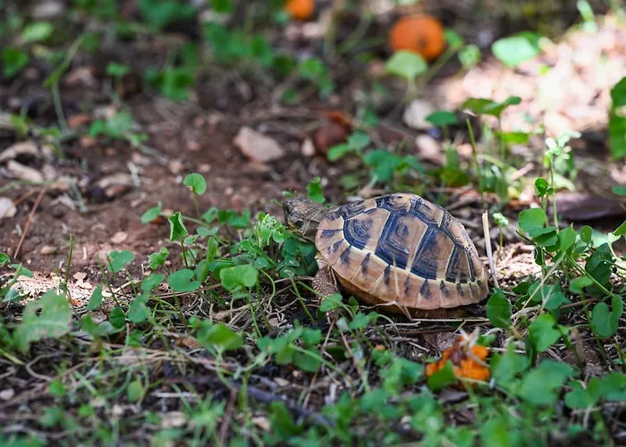 Appartement La Rocca *